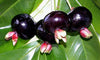 Grumichama Fruit Plant - A Tropical Cherry Treasure with Ornamental Charm and Delicious Flavor