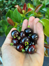 Grumichama Fruit Plant - A Tropical Cherry Treasure with Ornamental Charm and Delicious Flavor