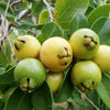 Yellow Strawberry Guava Live Plant