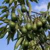 Pinkerton Avocado Live Plant