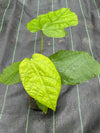 Mocambo Fruit (White Cacao) (Theobroma bicolor)