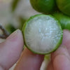 Cristal Green Jaboticaba – An Exotic Treasure for Fruit Lovers