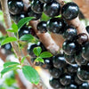 Jaboticaba Precoce Fruit Plant