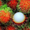 KG10 Rambutan