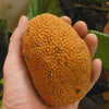 Keledang Fruit Plant