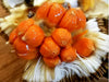 Keledang Fruit Plant
