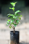 Keledang Fruit Plant