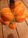 Keledang Fruit Plant