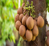 Kepel Fruit Plant