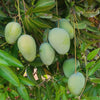 Kesar Mango  Live Plant