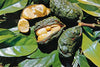 Kola Nut Plants