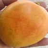 Kottukonam Mango