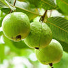 L-49 Guava – Psidium guajava