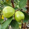 L-49 Guava – Psidium guajava
