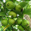 L-49 Guava – Psidium guajava
