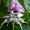 Lemba – Curculigo capitulata