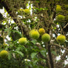 Garcinia Kola Live Plant