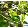 Green Sapote Fruit Plant -  Pouteria viridis