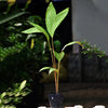 Pondoh Salak Live Plants - Salacca zalacca