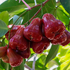 Malaysian Chamba – Syzygium malaccense