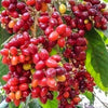 Kasam Fruit Plant