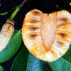 Pond Apple Fruit Plant - Annona glabra