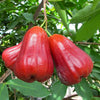 Malaysian Chamba – Syzygium malaccense