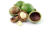 Macadamia Nut – Macadamia integrifolia