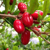 Miracle Fruit  - Synsepalum dulcificum