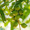 Macadamianut_Exoticagrove