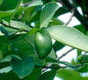 Madan Fruit – Garcinia schomburgkiana