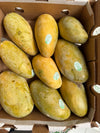 Mallika Mango - Mangifera indica