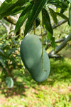 Mallika Mango - Mangifera indica