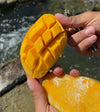 Mallika Mango - Mangifera indica