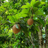 Mamey Sapote Key West