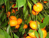 Ciaculli Mandarin