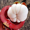 Mangosteen  Fruit Plants