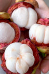 Mangosteen  Fruit Plants