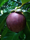 Mangosteen  Fruit Plants