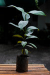 Mangosteen  Fruit Plants