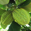 Mocambo Fruit (White Cacao) (Theobroma bicolor)