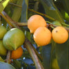 Mundu Fruit - Garcinia dulcis