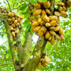 Nam Nam Fruit  - Cynometra cauliflora