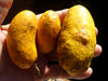 Giant Olosapo Fruit Plant – Couepia polyandra