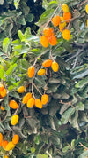 Olosapo-Exuticagrove_3