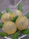 Ping Pong Longan Fruit Plant  - Dimocarpus longan