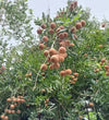 Ping Pong Longan Fruit Plant  - Dimocarpus longan