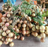 Ping Pong Longan Fruit Plant  - Dimocarpus longan