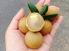 Ping Pong Longan Fruit Plant  - Dimocarpus longan