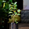 Pink Thai Guava Fruit Plant